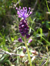 Leopoldia comosa